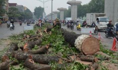 Bí thư Thành ủy Hà Nội trả lời về việc di dời chặt hạ 1.300 cây xanh